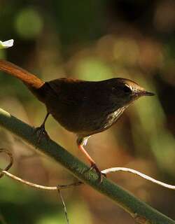 薮短翅莺 / Barratt’s Warbler / Bradypterus barratti
