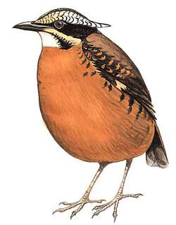 双辫八色鸫 / Eared Pitta / Hydrornis phayrei