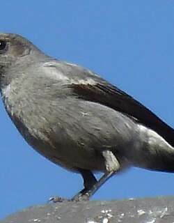 山䳭 / Mountain Wheatear / Myrmecocichla monticola