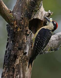 黑颊啄木鸟 / Black-cheeked Woodpecker / Melanerpes pucherani