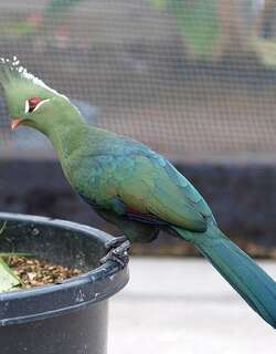 利氏蕉鹃 / Livingstone’s Turaco / Tauraco livingstonii