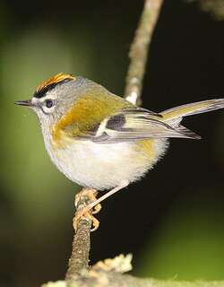 马德拉岛戴菊 / Madeira Firecrest / Regulus madeirensis