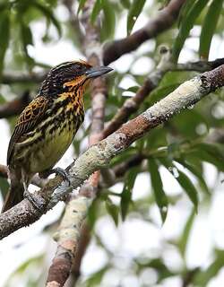 金胸须䴕 / Gilded Barbet / Capito auratus