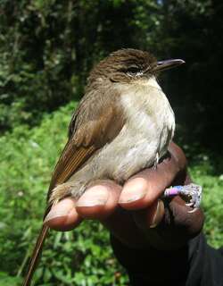 卡氏旋木鹎 / Cabanis’s Greenbul / Phyllastrephus cabanisi