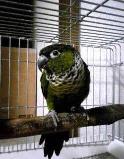 黑顶鹦哥 / Black-capped Parakeet / Pyrrhura rupicola