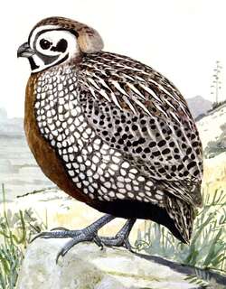 彩鹑 / Montezuma Quail / Cyrtonyx montezumae