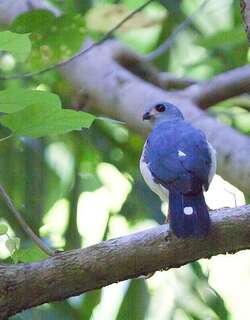 斑尾鹰 / Spot-tailed Sparrowhawk / Accipiter trinotatus