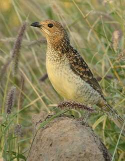 斑大亭鸟 / Spotted Bowerbird / Chlamydera maculata