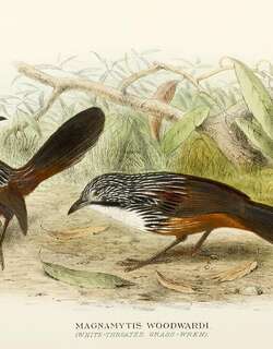 白喉草鹩莺 / White-throated Grasswren / Amytornis woodwardi