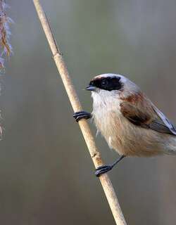欧亚攀雀 / Eurasian Penduline Tit / Remiz pendulinus