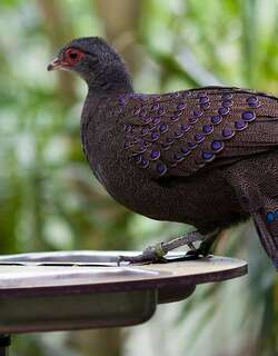 眼斑孔雀雉 / Germain’s Peacock-Pheasant / Polyplectron germaini