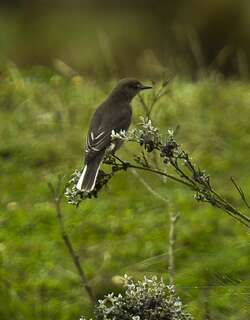 白尾鵙霸鹟 / White-tailed Shrike-Tyrant / Agriornis albicauda