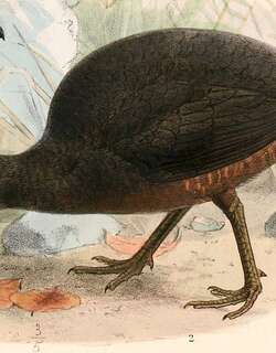 伯氏穴䳍 / Berlepsch’s Tinamou / Crypturellus berlepschi