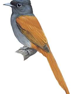 巴氏寿带 / Bates’s Paradise Flycatcher / Terpsiphone batesi