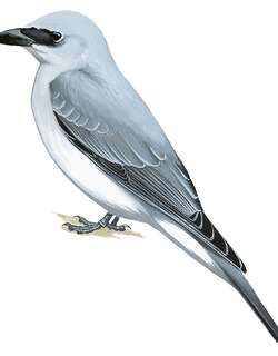 马努斯鹃鵙 / Manus Cuckooshrike / Coracina ingens