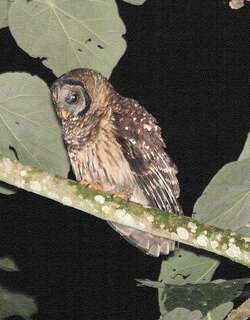 茶色林鸮 / Fulvous Owl / Strix fulvescens