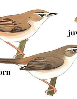 稻田苇莺 / Paddyfield Warbler / Acrocephalus agricola