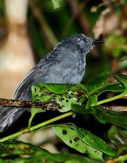 淡黑蚁鸟 / Blackish Antbird / Cercomacroides nigrescens