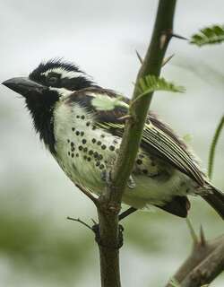 斑肋拟䴕 / Spot-flanked Barbet / Tricholaema lacrymosa