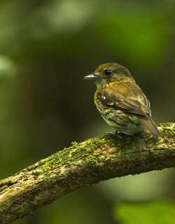棕胁阔嘴鸟 / Rufous-sided Broadbill / Smithornis rufolateralis