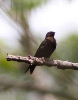 山地锯翅燕 / Mountain Saw-wing / Psalidoprocne fuliginosa