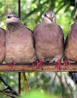 小褐果鸠 / White-eared Brown Dove / Phapitreron leucotis