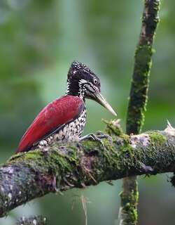 绯红背啄木鸟 / Crimson-backed Flameback / Chrysocolaptes stricklandi