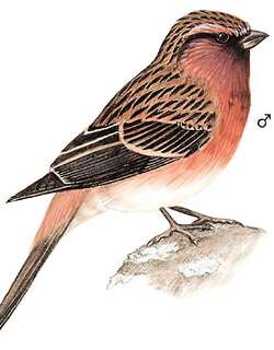曙红朱雀 / Pink-rumped Rosefinch / Carpodacus waltoni