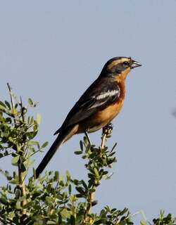 桂红歌鹀 / Cinnamon Warbling Finch / Poospiza ornata