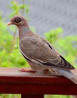 裸眶鸽 / Bare-eyed Pigeon / Patagioenas corensis