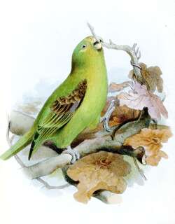 斑翅鹦哥 / Spot-winged Parrotlet / Touit stictopterus