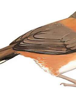 小黑领噪鹛 / Lesser Necklaced Laughingthrush / Garrulax monileger