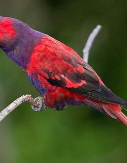 紫颈鹦鹉 / Violet-necked Lory / Eos squamata