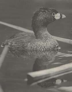 巨䴙䴘 / Atitlan Grebe / Podilymbus gigas