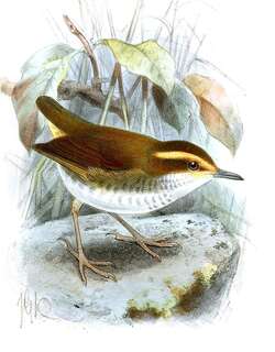 印尼短尾莺 / Bornean Stubtail / Urosphena whiteheadi