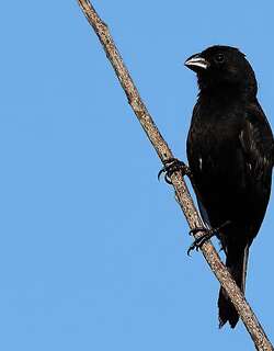 厚嘴籽雀 / Thick-billed Seed Finch / Sporophila funerea