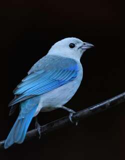 灰蓝裸鼻雀 / Blue-grey Tanager / Thraupis episcopus