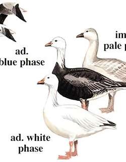 雪雁 / Snow Goose / Anser caerulescens