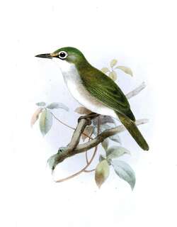 圣诞岛绣眼鸟 / Christmas White-eye / Zosterops natalis