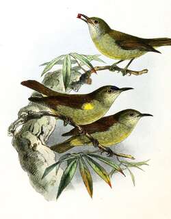 纯色食蜜鸟 / Plain Sunbird / Anthreptes simplex