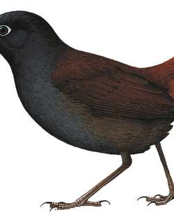 黑头蚁鸫 / Black-headed Antthrush / Formicarius nigricapillus