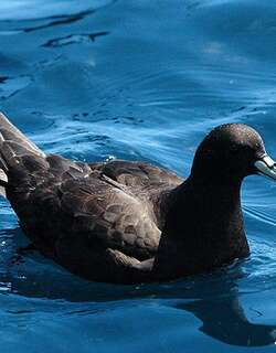 黑风鹱 / Black Petrel / Procellaria parkinsoni