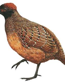 黑额林鹑 / Black-fronted Wood Quail / Odontophorus atrifrons