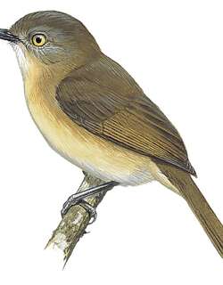 暗牛顿莺 / Dark Newtonia / Newtonia amphichroa