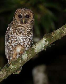 锈斑林鸮 / Rusty-barred Owl / Strix hylophila
