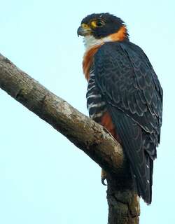 橙胸隼 / Orange-breasted Falcon / Falco deiroleucus