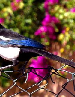 马格里布喜鹊 / Maghreb Magpie / Pica mauritanica