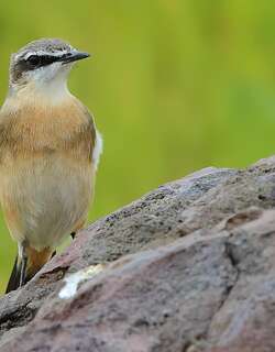 红胸䳭 / Red-breasted Wheatear / Oenanthe bottae