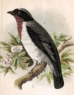 红喉唐纳雀 / Cherry-throated Tanager / Nemosia rourei