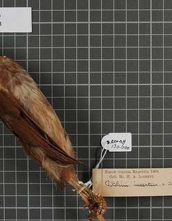 斑胸林鵙鹟 / White-bellied Pitohui / Pseudorectes incertus